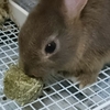 ネザーランドドワーフのおやつの選び方・あげ方〜健康を守りながら楽しむ、特別なごほうび時間〜