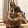 【うさぎのうっ滞】症状・原因・対処法〜実際にうっ滞を経験した時のこと〜